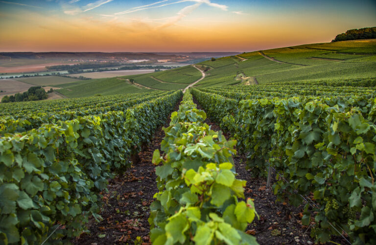 à la découverte du champagne jean-philippe trousset