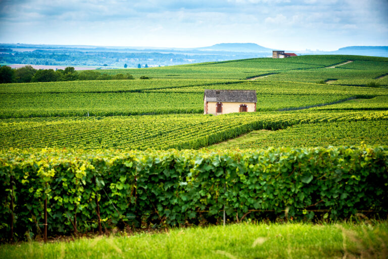découvrez la maison de champagne beurton-couvreur