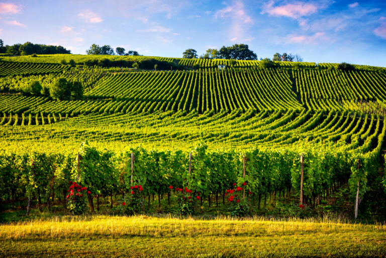 champagne froment griffon : l’élégance des bulles