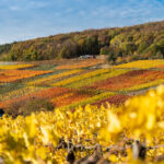 Les Éblouissants Crus de Champagne Jean Velut