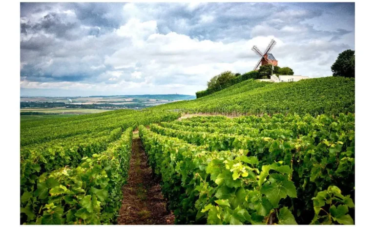les secrets du vignoble de champagne : ce que les experts ne vous disent pas !